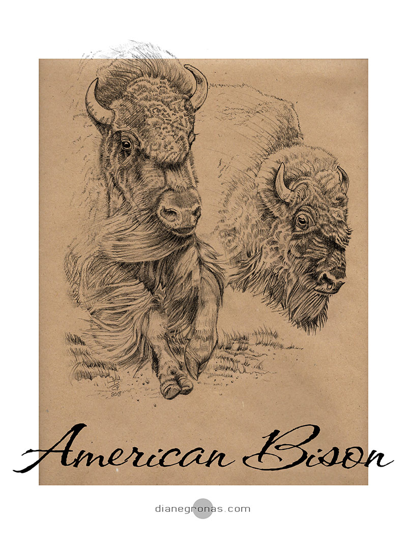 27 THUNDERING Stampede American Bison horiz kraft